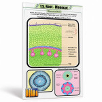 T.S. Root - Monocot Chart
